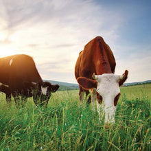 將圖片載入圖庫檢視器 Premier Research Labs Organic Whey Protein 有機乳清蛋白粉 (476g)