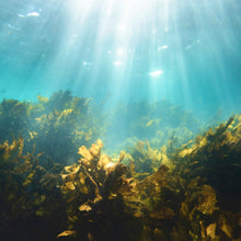 將圖片載入圖庫檢視器 Premier Research Labs Marine Collagen 海洋膠原蛋白粉 (300g)
