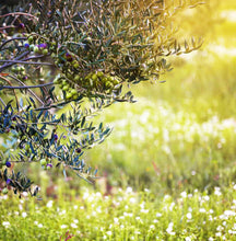 Load image into Gallery viewer, Myrolion Polyphenol-Rich Organic Extra Virgin Olive Oil 500ml
