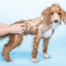 Load image into Gallery viewer, Ethique Pet Care - Shampooch™ Shampoo Bar for Sensitive Dogs
